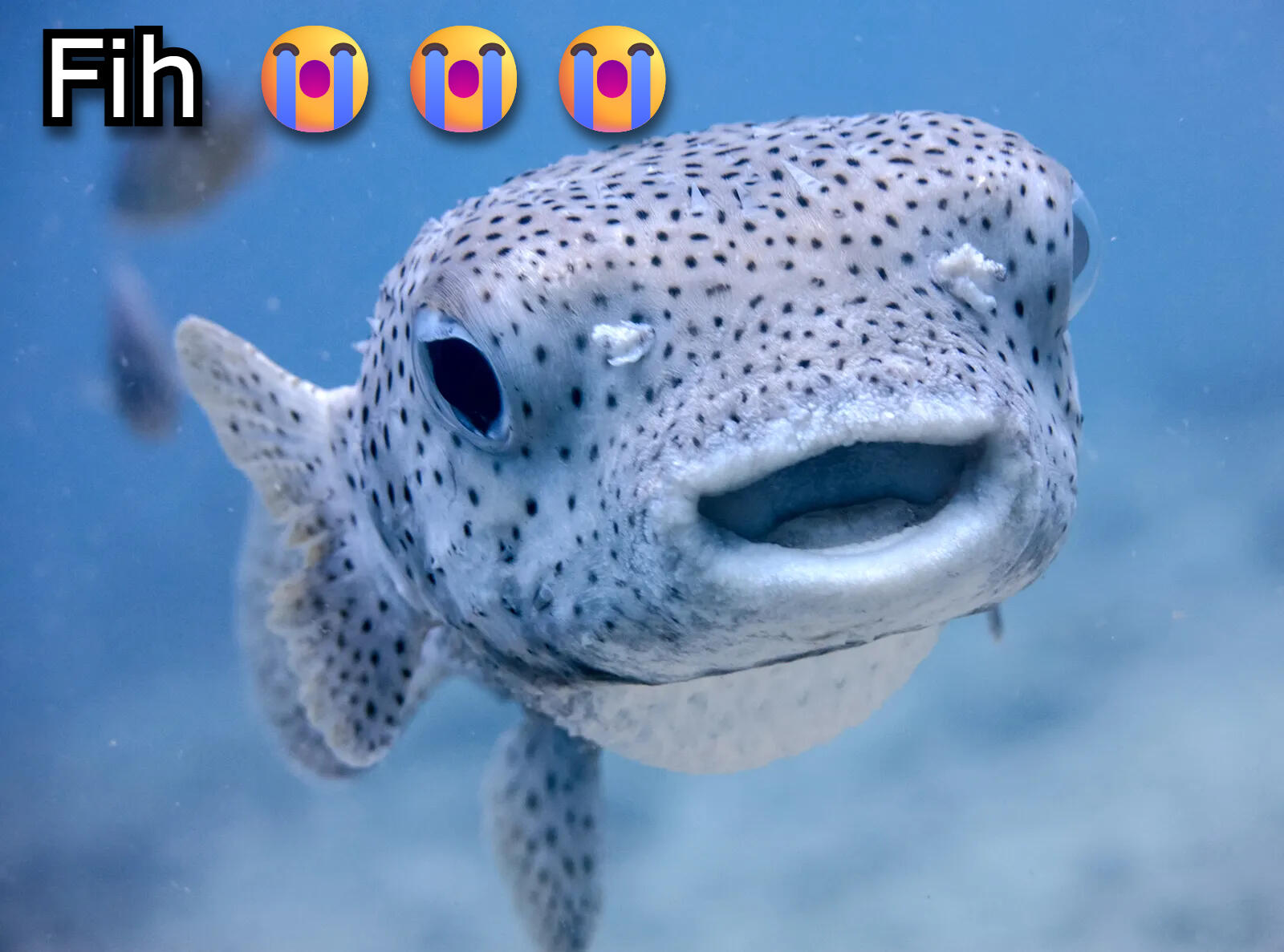 Fih Fih